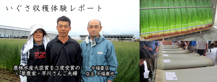 熊本県のい草刈取り